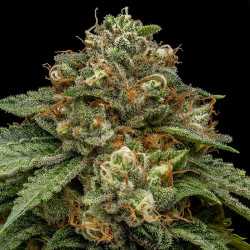 Kroma Ripper Seeds - 5 Seeds