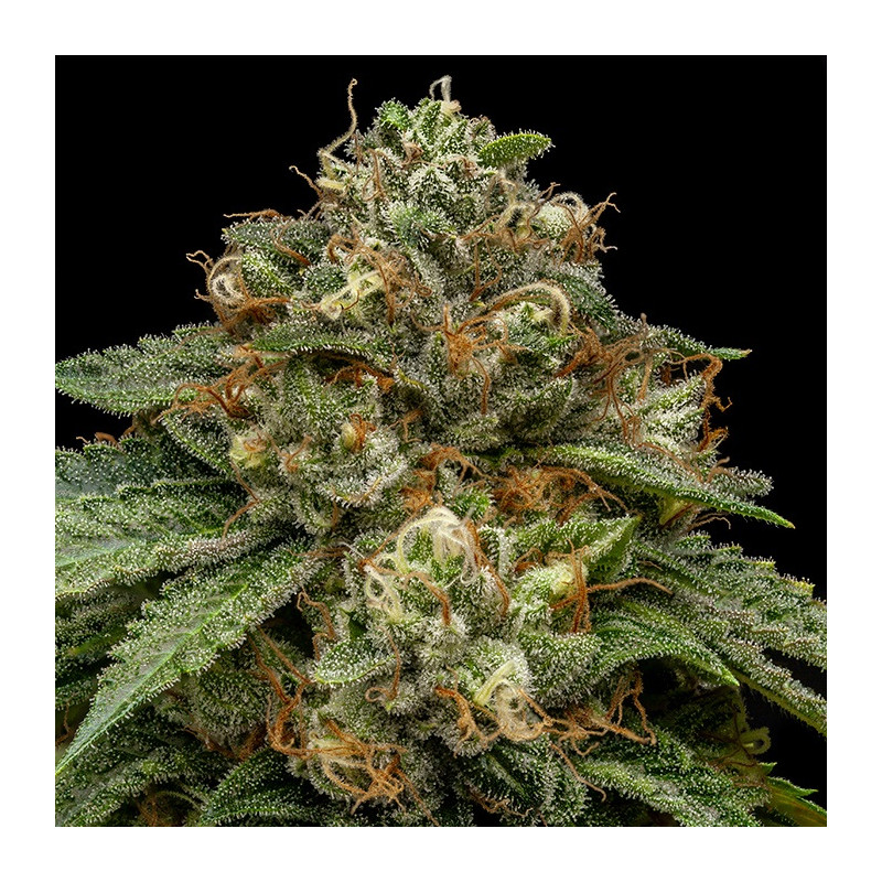 Kroma Ripper Seeds - 5 Seeds