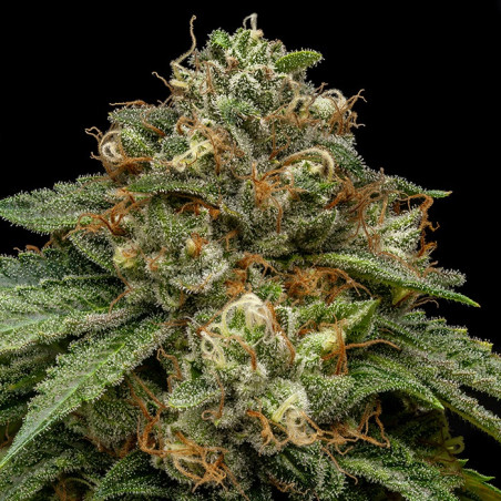 Kroma Ripper Seeds - 5 Seeds