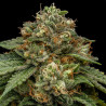 Kroma Ripper Seeds - 5 Seeds