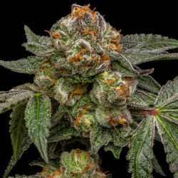 Zake Ripper Seeds - 5 Seeds