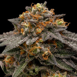 Shimo Ripper Seeds - 5 Seeds