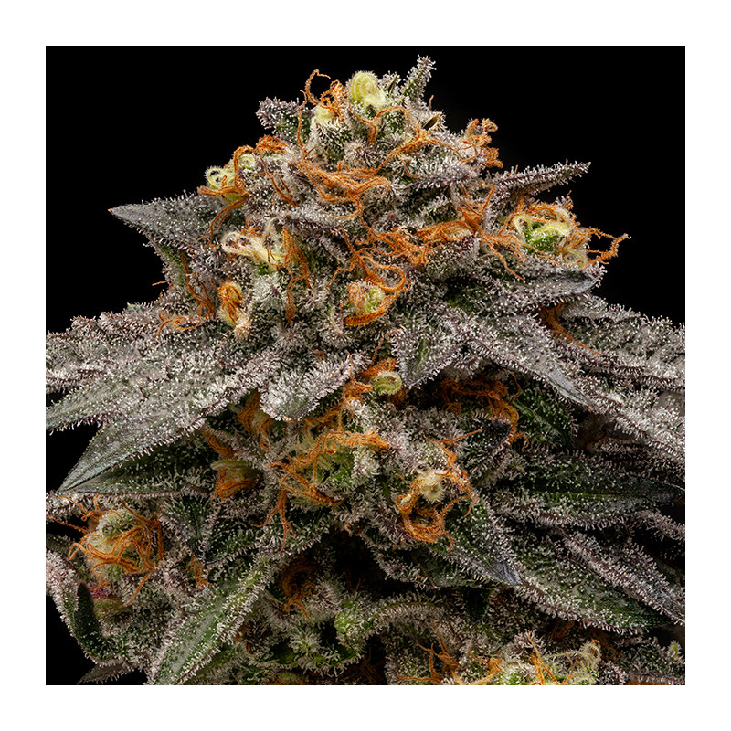 Shimo Ripper Seeds - 5 Seeds