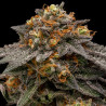 Shimo Ripper Seeds - 5 Seeds