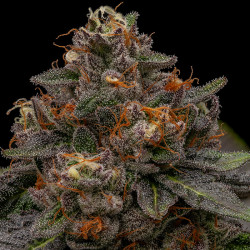Korenji Ripper Seeds (5 feminizadas)