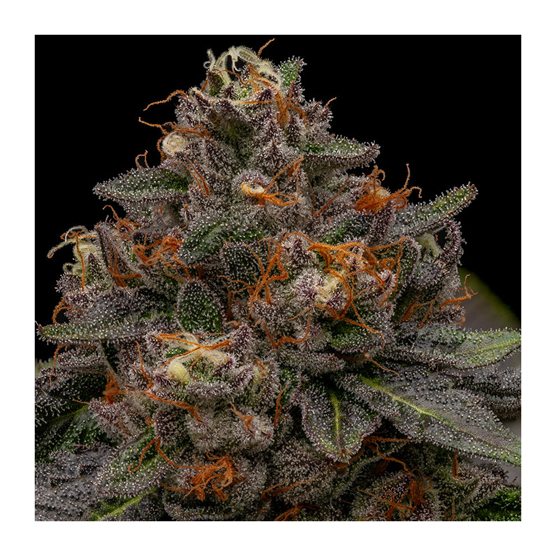 Korenji Ripper Seeds (5 feminizadas)