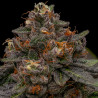 Korenji Ripper Seeds (5 feminizadas)