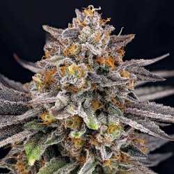 CandyGaz Ripper Seeds - 3 Seeds