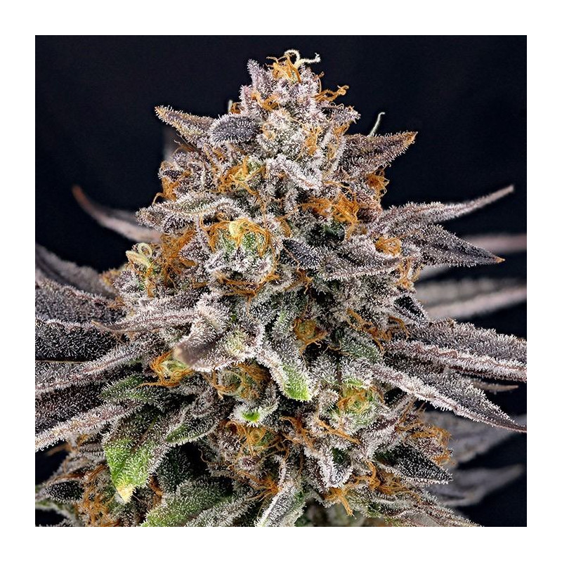 CandyGaz Ripper Seeds - 3 Seeds