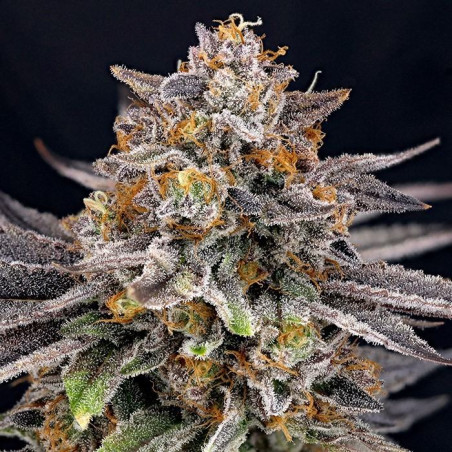 CandyGaz Ripper Seeds - 5 Seeds