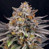 CandyGaz Ripper Seeds - 5 Seeds