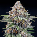 EyeBallz Ripper Seeds - 3 seeds