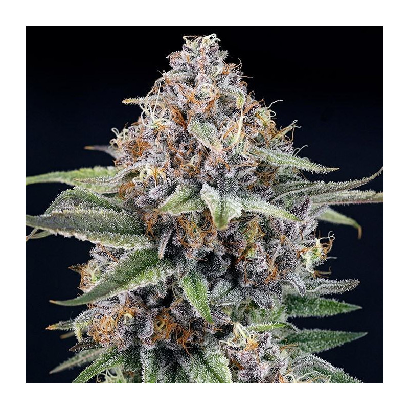 EyeBallz Ripper Seeds - 3 seeds
