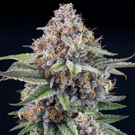 EyeBallz Ripper Seeds - 3 seeds