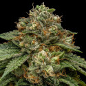 Kroma Ripper Seeds - 3 Seeds