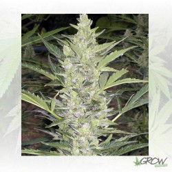 Deimos Auto Buddha Seeds -...