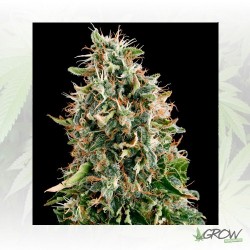 White Siberian Dinafem - 5...