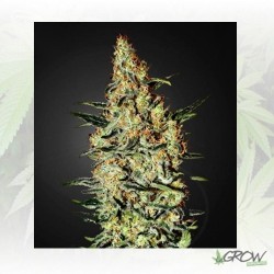 Neville's Haze Green House...