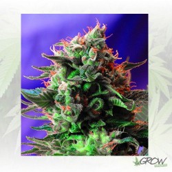 Jack 47 F1 Fast Version®...