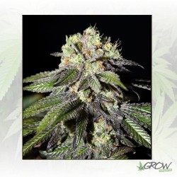 Caboose Strain Hunters - 3...