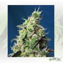 Green Poison XL Auto® Sweet...