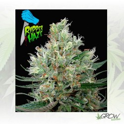 Ripper Haze Ripper Seeds -...