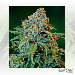 Liberty Haze Barney's Farm...