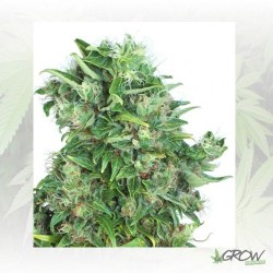 Think Different Dutch...