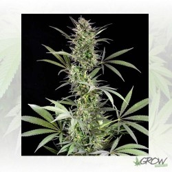 Blue Fruit Dinafem - 5 Seeds