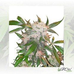 White Widow Dutch Passion -...