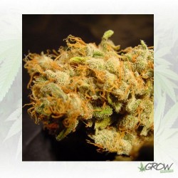 Belladonna Paradise Seeds -...