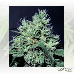 Dutch Dragon Paradise Seeds...