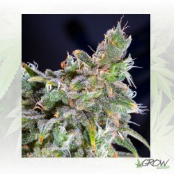Magic Bud Paradise Seeds -...
