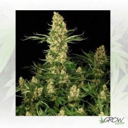 Wappa Paradise Seeds - 10...