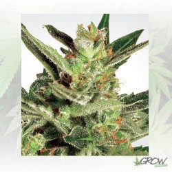 Automaria II Paradise Seeds...