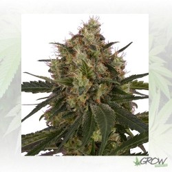 Ice Royal Queen Seeds - 10...