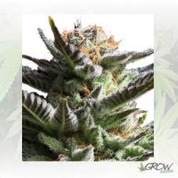 Fruit Spirit Royal Queen...