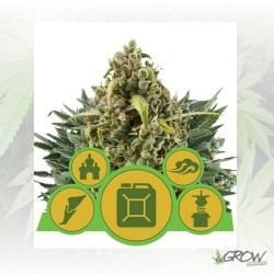 Mix Autoflorecientes Royal...