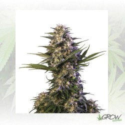 Kraken Auto Buddha Seeds -...