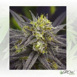 Zombie Kush Ripper Seeds -...