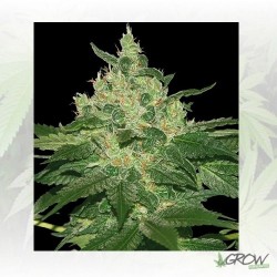 Afghan Kush World Of Seeds...