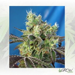 Do-Sweet-Dos® Sweet Seeds -...