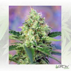 Crystal Candy® Sweet Seeds...