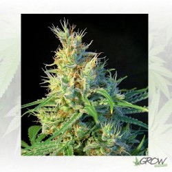 Psicodelicia® Sweet Seeds -...