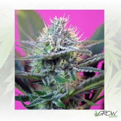 +Speed Auto Sweet Seeds - 5...