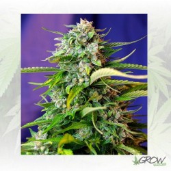 Jack 47 Auto® Sweet Seeds -...