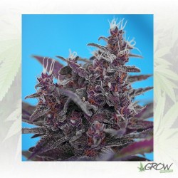 Black Cream Auto® Sweet Seeds - 3 Seeds
