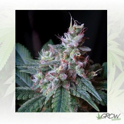 Cream Caramel F1 FV® Sweet...