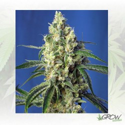 Green Poison CBD® Sweet...