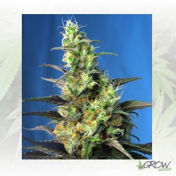 Ice Cool CBD® Sweet Seeds -...